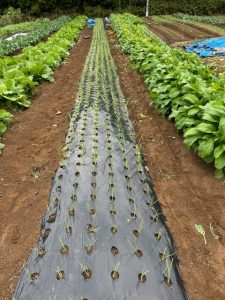 玉ねぎ苗の定植完了