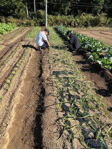 ニンニク畝の除草作業