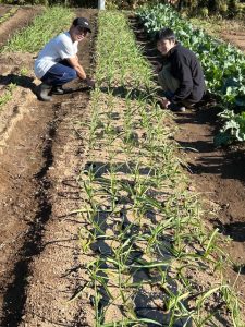 ニンニク畝の除草作業